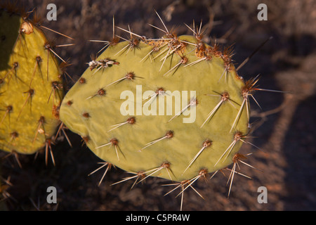 Vue détaillée d'un cactus (Opuntia), Saguaro National Park, Tucson, Arizona, États-Unis d'Amérique Banque D'Images