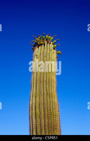 Cactus géant saguaro (Carnegiea gigantea) avec ciel bleu, Saguaro National Park, Tucson, Arizona, États-Unis d'Amérique Banque D'Images