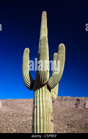 Cactus géant saguaro (Carnegiea gigantea) avec ciel bleu, Saguaro National Park, Tucson, Arizona, États-Unis d'Amérique Banque D'Images