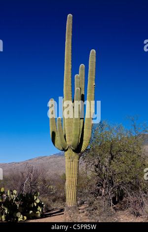 Cactus géant saguaro (Carnegiea gigantea) avec ciel bleu, Saguaro National Park, Tucson, Arizona, États-Unis d'Amérique Banque D'Images