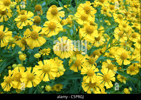 Helenium jaune fleurs en pleine floraison Banque D'Images