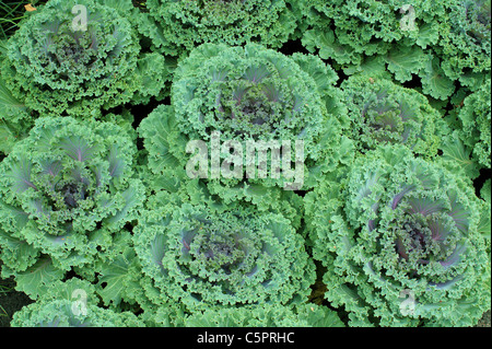 Moulures décoratives Brassica oleracea choux ornementaux Banque D'Images