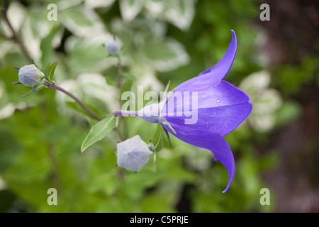 Campanula en bouton. Banque D'Images