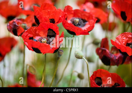 Coquelicot - Papaver commutatum Ladybird coquelicots Banque D'Images