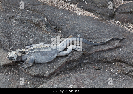 Iguane marin reposant sur un rocher à Punta Espinoza, Galapagos Banque D'Images