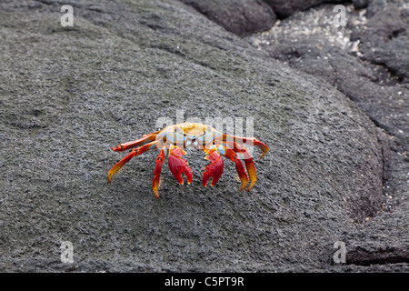 Sally Light pied sur la roche du crabe à Punta Espinoza, Galapagos Banque D'Images