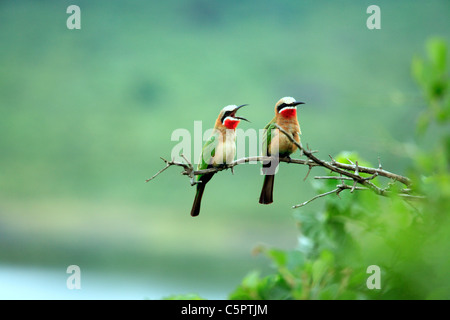 Les oiseaux, parc national d'Arusha, Tanzanie Banque D'Images