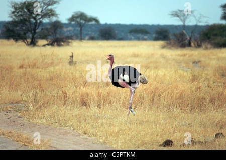 Autruche masaï (Struthio camelus massaicus), Parc national de Tarangire, Tanzanie Banque D'Images