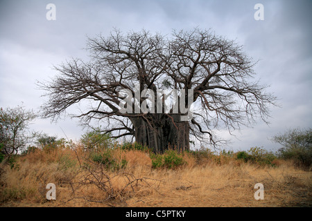 Le Baobab (Adansonia digitata), près du lac de Brurnge, Tanzanie Banque D'Images