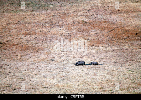 Le Rhinocéros noir (Diceros bicornis), Ngorongoro Conservation Area, Tanzania Banque D'Images