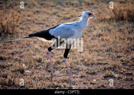 Oiseau (secrétaire), Sagittarius serpentarius Parc National de Serengeti, Tanzanie Banque D'Images