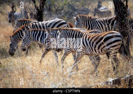 Quagga (Equus zebra), Parc National de Serengeti, Tanzanie Banque D'Images