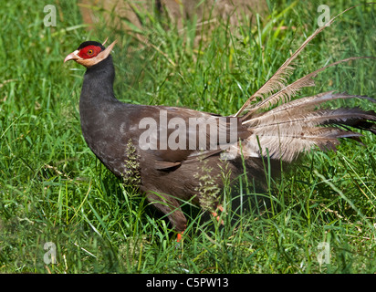 Hibou marron (crossoptilon mantchuricum) Faisan Banque D'Images