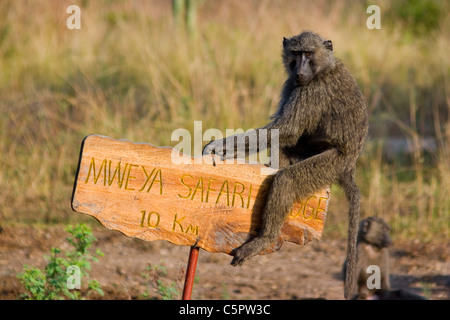 Des babouins Olive (Papio anubis), Parc national Queen Elizabeth, l'Ouganda, l'Afrique Banque D'Images