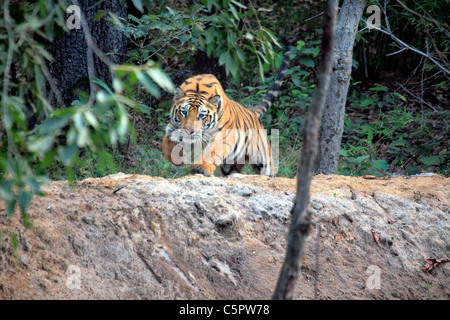 Royal tigre du Bengale (Panthera tigris tigris), Bandhavgarh national park, le Madhya Pradesh, Inde Banque D'Images