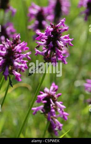 Purple Betony Stachys officinalis, (syn. Betonica officinalis), Lamiaceae. Banque D'Images
