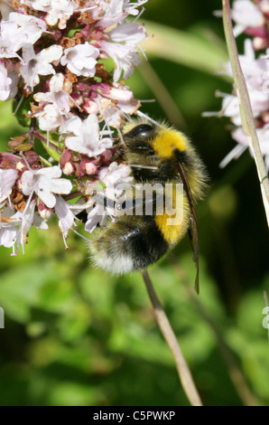 Jardin mâle, Bumblebee Bombus hortorum, Apinae, Apidae, Apoidea, Apocrita, Hyménoptères. Banque D'Images