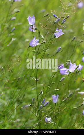 Harebells, Campanula rotundifolia, Campanulaceae. Vallée d'échecs, Hertfordshire. En fleurs sauvages. Banque D'Images