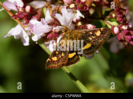 Papillon, de menthe Pyrausta aurata, famille des lépidoptères,. Un jour voler sur l'alimentation du museau, marjolaine sauvage Origanum vulgare. Banque D'Images