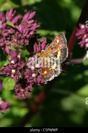 Papillon, de menthe Pyrausta aurata, famille des lépidoptères,. Un jour voler sur l'alimentation du museau, marjolaine sauvage Origanum vulgare. Banque D'Images