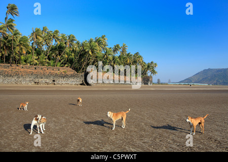 Revdanda, côte de Konkan, Inde Banque D'Images