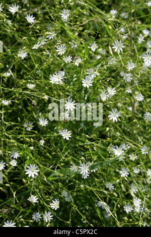 Stellaire des marais, Stellaria palustris, Caryophyllaceae. La fleur sauvage. Banque D'Images