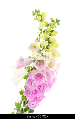 Gros plan des fleurs violet et blanc isolé sur fond blanc Banque D'Images