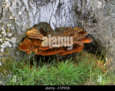 Shaggy Champignon, l'Inonotus hispidus, Hymenochaetaceae développe à la base d'un frêne. Banque D'Images