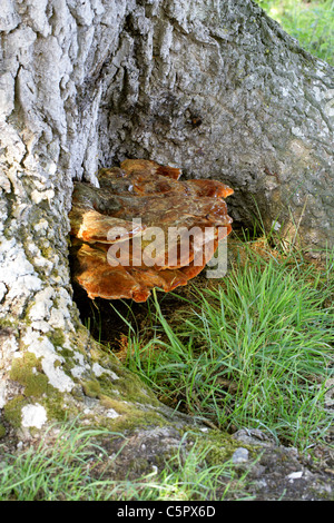 Shaggy Champignon, l'Inonotus hispidus, Hymenochaetaceae développe à la base d'un frêne. Banque D'Images