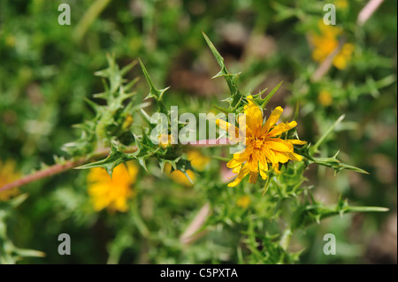 Chardon doré commun - Spanish Oyster Thistle (Scolymus hispanicus) floraison en été Banque D'Images