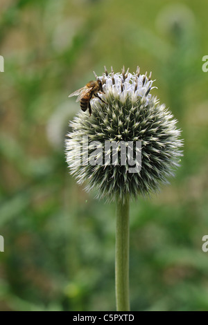 Fédération Globe Thistle - Tall globe thistle (Echinops exaltatus) floraison en été visité par une abeille Banque D'Images