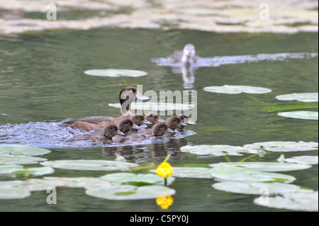 Fuligule morillon - Aythya fuligula (pochard touffetées) femmes et les canetons nager parmi les nénuphars jaunes en été Banque D'Images
