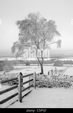 Arbres sur Beacon Hill, Charnwood Forest après de fortes chutes de neige. Belle Lumière d'hiver. Banque D'Images