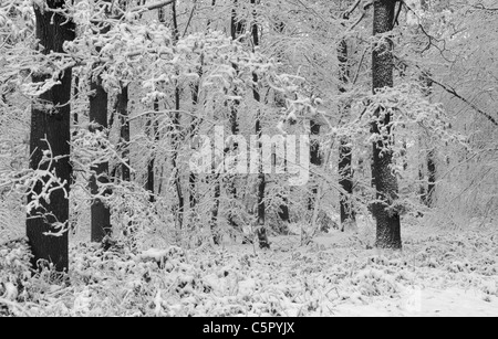 Arbres sur Beacon Hill, Charnwood Forest après de fortes chutes de neige. Belle Lumière d'hiver. Banque D'Images