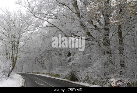 Arbres sur Beacon Hill, Charnwood Forest après de fortes chutes de neige. Belle Lumière d'hiver. Banque D'Images