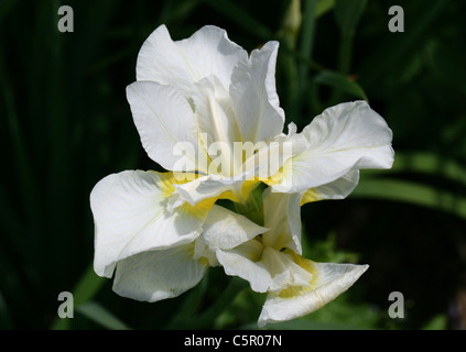 Iris de Sibérie, Iris sibirica 'blanc' de turbulences, Iridaceae. Banque D'Images