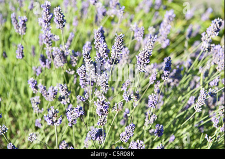 Un gros plan de prospérité bruyère commune, ou Calluna vulgaris, dans la campagne anglaise. Banque D'Images