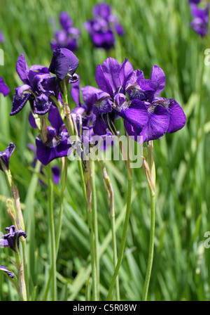 Iris de Sibérie, Iris sibirica 'Royal Blue', Iridaceae. Banque D'Images