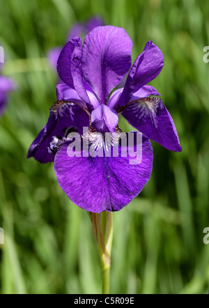 Iris de Sibérie, Iris sibirica 'Royal Blue', Iridaceae. Banque D'Images