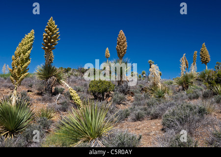 Mojave en fleurs yuccas (Yucca schidigera), Joshua Tree National Park, Californie, États-Unis d'Amérique Banque D'Images