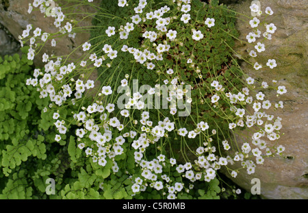 Houseleeks ou Liveforever, Sempervivum montanum subsp. burnatii, Crassulaceae. La France, l'Europe. Plante Alpine. Banque D'Images