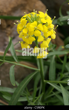 Rhaeticum Erysimum giroflée, touffetés, Brassicaceae. L'Europe centrale. Syn. L'Erysimum helveticum. Banque D'Images