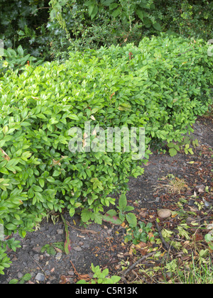 Fort ( Couverture Buxus sempervirens ) UK en été Banque D'Images