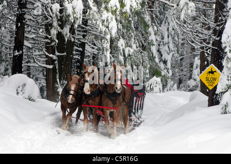 Les chevaux de trait belge tire un traîneau dans la neige près de Tenaya Lodge, Yosemite National Park, California, United States of America Banque D'Images