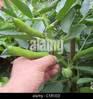 Mâle adulte de race blanche Fèves préparation ( Vicia faba ), modèle britannique publié Banque D'Images