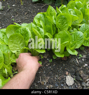 Mâle adulte caucasien éclaircissage/choisir 'Little Gem' laitues, UK. Parution du modèle Banque D'Images