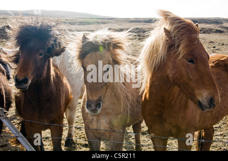 Les chevaux dans le champ, l'Islande Banque D'Images