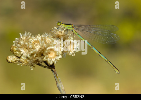 Coupe féminine-demoiselle marquée (Erythromma lindenii) Banque D'Images