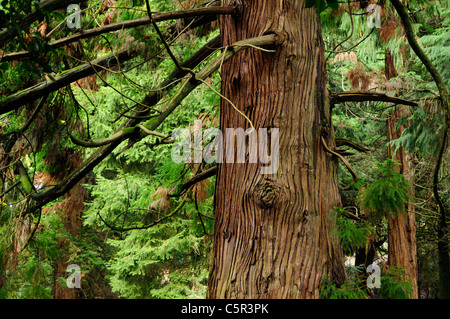 Japanese Cedar ou Sugi (Cryptomeria japonica) Banque D'Images