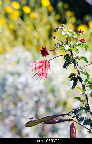 Baja Fairy Duster (Calliandra californica) avec les coupelles de semences Banque D'Images